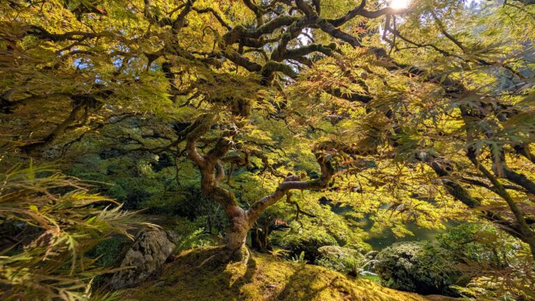 Japanese Maple 2 768x432